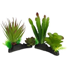 Komodo Cactus  Succulent Plant 1ea/One Size